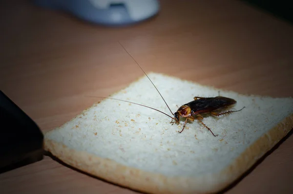Hamamböceği masada ekmeği yiyor.