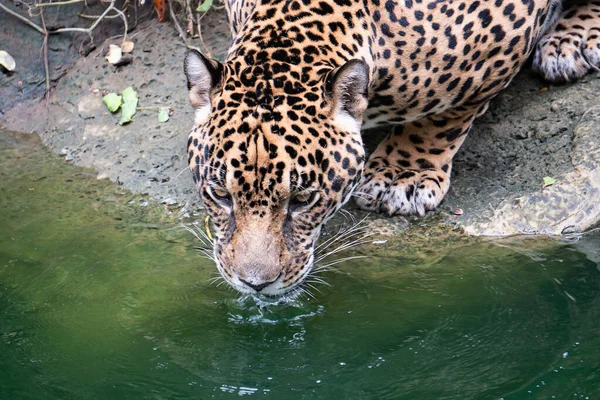 Leopard Drinking Water Pool — Stock Photo, Image