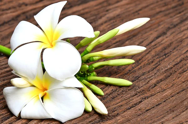 Foco Suave Plumeria Flores Sobre Fondo Madera Vieja —  Fotos de Stock