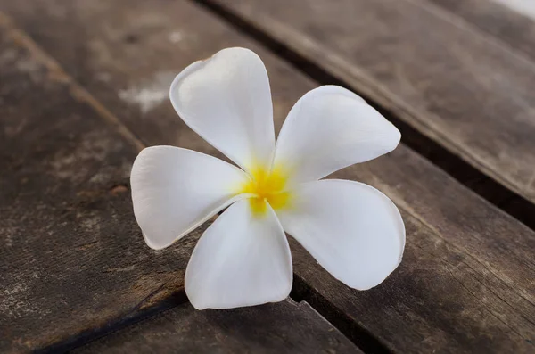 Plumeria Blume Wird Auf Dem Alten Holztisch Platziert — Stockfoto