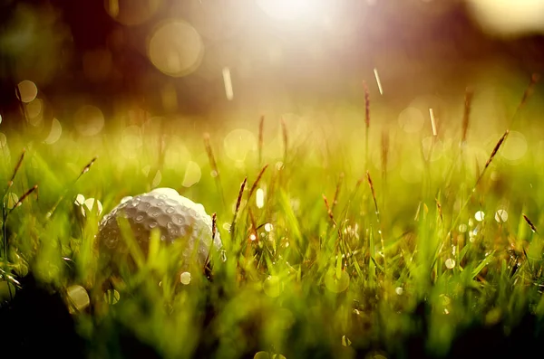 Golf Club Golf Ball Close — ストック写真