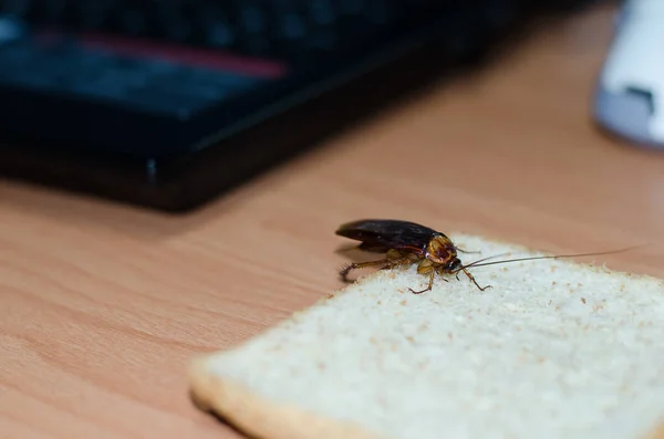 Kackerlacka Äter Brödet Bordet — Stockfoto