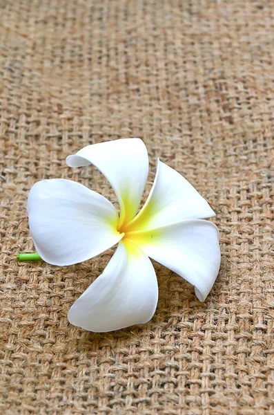 Plumeria Blume auf dem Hintergrund von Hanfsäcken. — Stockfoto