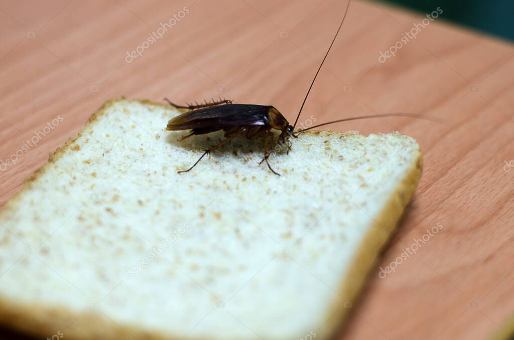 Cockroach eating the bread on the table