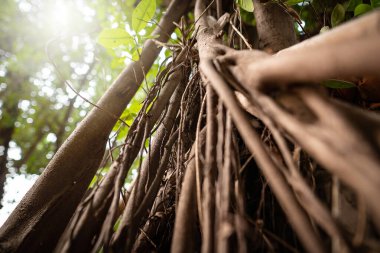 Tahtanın, köklerin, ağacın ve yaprakların doğal güzelliği. Gün batımının ılık ışığıyla