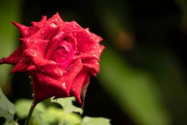 Güzel gül çiçeği, yakından.