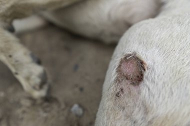 Beyaz köpek, kirli bir köpeğin yarasıdır.