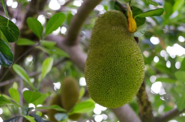 nefesi bahçedeki ağaç üzerinde