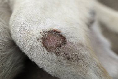 Beyaz köpek, kirli bir köpeğin yarasıdır.