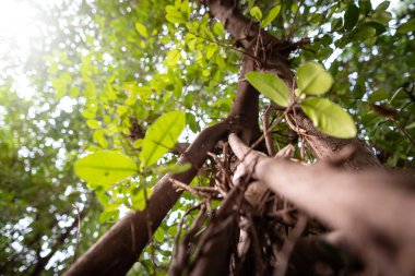 Tahtanın, köklerin, ağacın ve yaprakların doğal güzelliği. Gün batımının ılık ışığıyla
