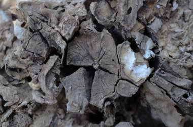 Doğa çiçekli kozalak domuzu