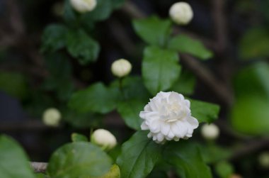 Yasemin beyaz çiçeğini kapat ve doğa arka planında bırak..