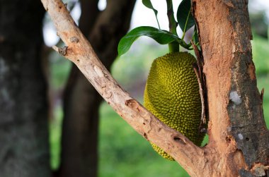 nefesi bahçedeki ağaç üzerinde