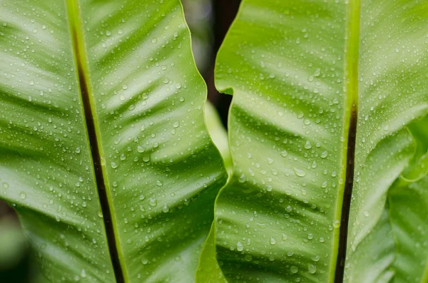 Green Leaves Water Drops — Stock Photo, Image