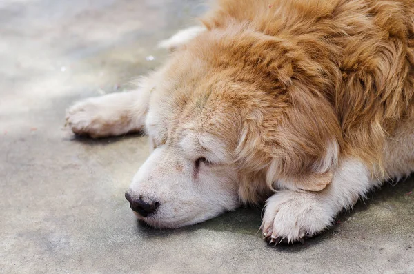 Altın köpek, kendini yalnız ve mutsuz hisset