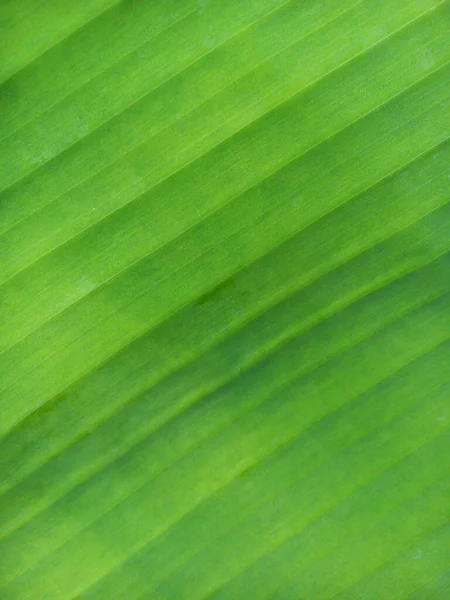 Ansicht Der Bananenblatt Hintergrund — Stockfoto