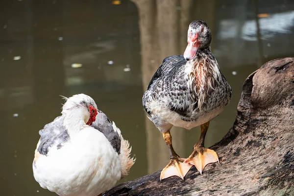 Two Ducks Stand Sunlight — Stock Photo, Image
