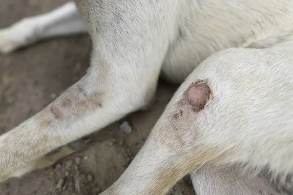 Beyaz köpek, kirli bir köpeğin yarasıdır.