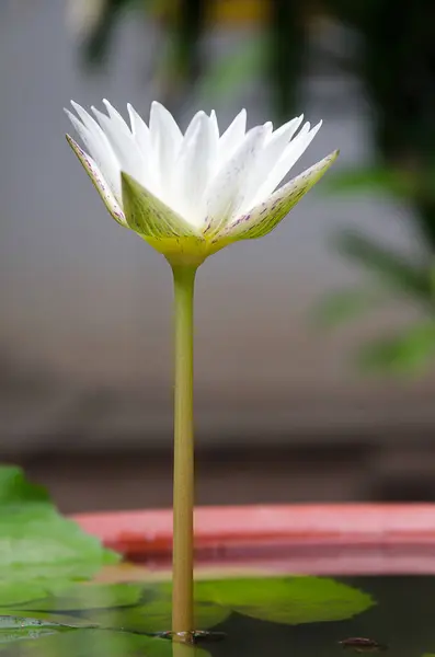 White Lotus Flower Garden — Stock Photo, Image