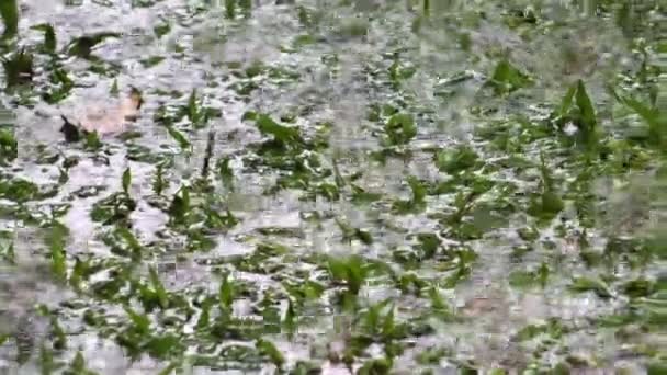 Filmagens Uma Poça Gotas Chuva Caindo Nela — Vídeo de Stock