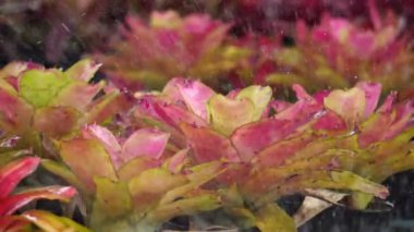 Su veren güzel Aechmea fasciata çiçeklerinin görüntüleri. 