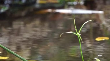 Sonbahar ormanlarında sonbahar yaprakları suyla kaplanır