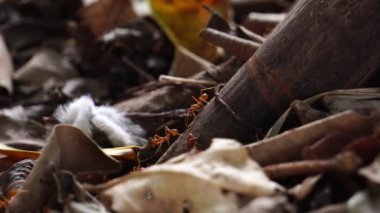 Yerdeki karıncaların görüntüsü.