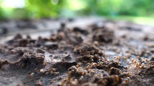 Semut Tanah Mencari Makanan — Stok Video