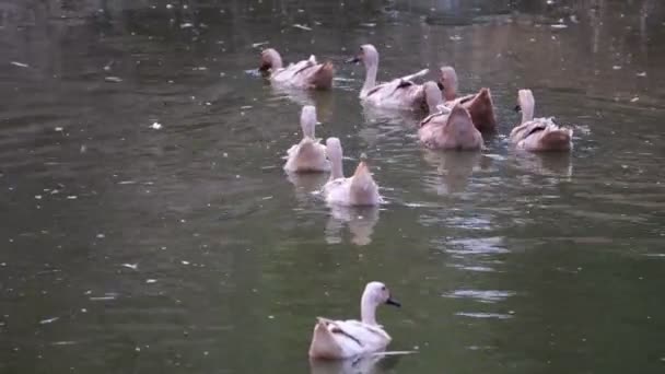 Nagrania Kaczek Pływających Opalających Się Stawie — Wideo stockowe