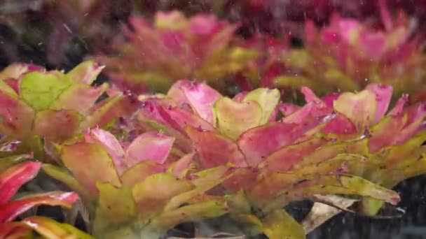 Πλάνα Από Πότισμα Όμορφα Λουλούδια Aechmea Fasciata — Αρχείο Βίντεο