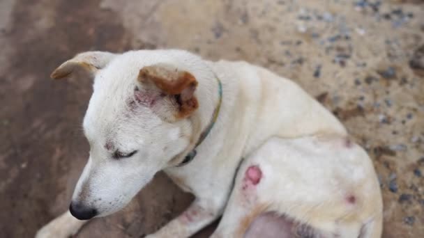 Filmagem Slow Motion Cão Branco Pernas Com Deficiência Magro Com — Vídeo de Stock