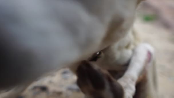 慢动作 狗是白色的 有残疾的腿 瘦瘦的 有领子 有概念保护 爱动物 — 图库视频影像