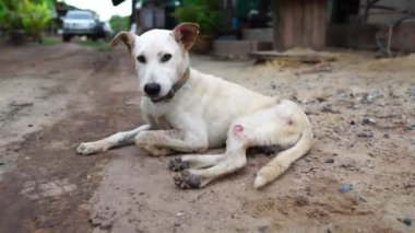 Yavaş çekim: Köpek beyaz, sakat bacaklı, sıska ve tasmalı, korunma kavramına sahip ve hayvanları seviyor.
