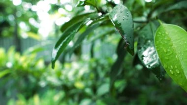 Yağmurdan sonra ıslanan yeşil ağaçların yakın çekim görüntüleri.