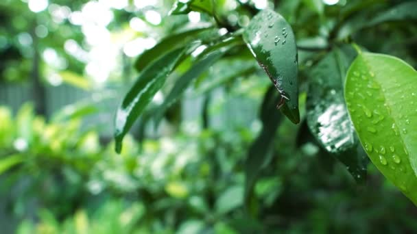 雨の後に濡れる緑の木の葉のクローズアップ映像 — ストック動画