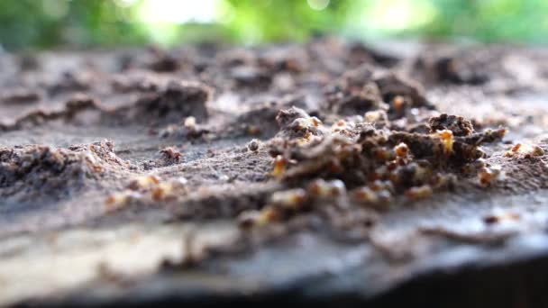 Hormigas Suelo Buscando Comida — Vídeo de stock