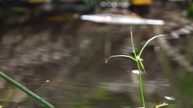 Göletteki kuru yaprakların görüntüleri
