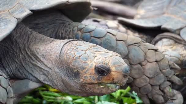 Кадры Большие Черепахи Кормятся Зоопарке — стоковое видео