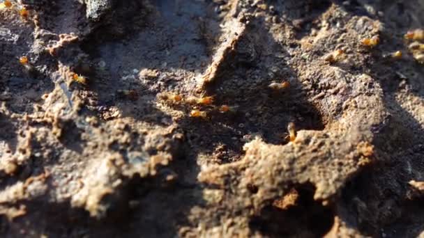 Yerdeki Karıncalar Yiyecek Arıyorlar — Stok video