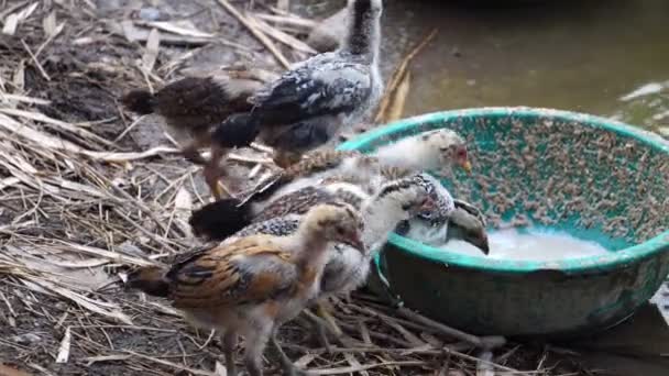 Séquences Poussins Mignons Nourrissant Dans Jardin — Video