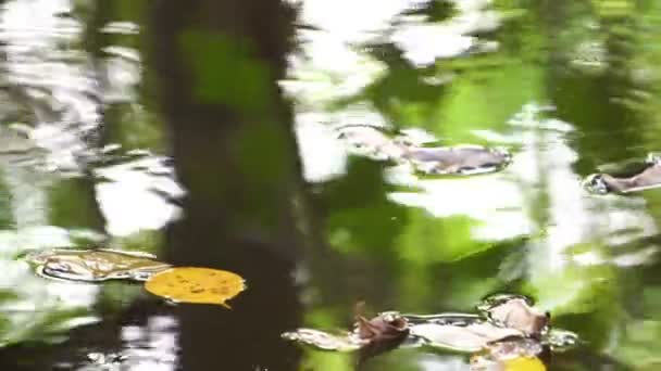Herfst Bladeren Het Water Herfst Bos — Stockvideo