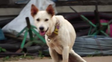 Yavaş çekim: Köpek beyaz, sakat bacaklı, sıska ve tasmalı, korunma kavramına sahip ve hayvanları seviyor.