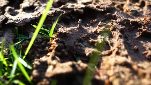 Ants Ground Looking Food — Stock Video