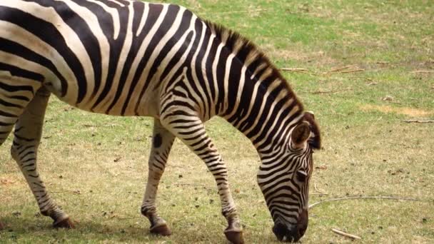 Aufnahmen Von Niedlichen Zebras Die Gras Zoovoliere Fressen — Stockvideo