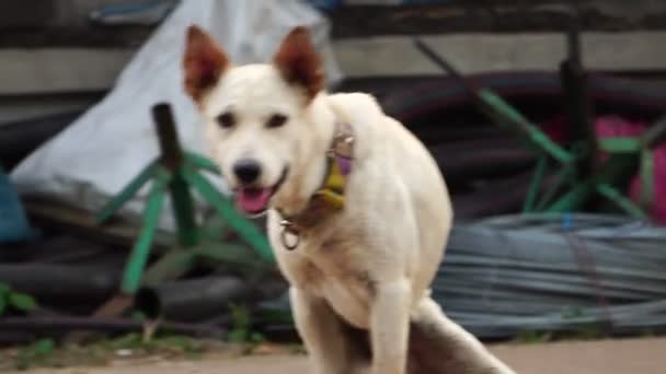 Filmagem Slow Motion Cão Branco Pernas Com Deficiência Magro Com — Vídeo de Stock