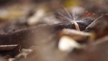 Yerdeki karıncaların görüntüsü.