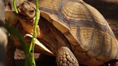 Hayvanat bahçesinde beslenen büyük kaplumbağanın görüntüleri.