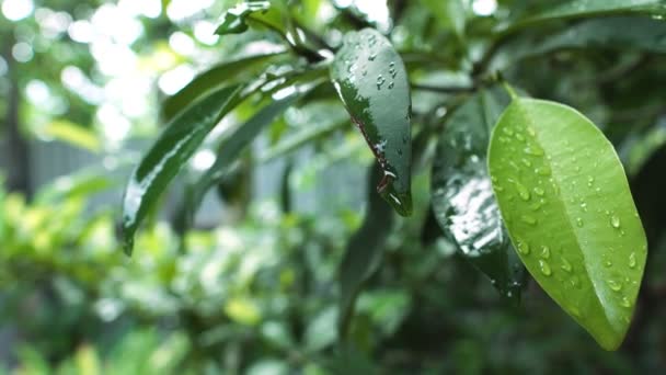 雨の後に濡れる緑の木の葉のクローズアップ映像 — ストック動画