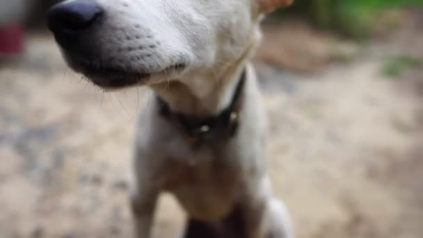 Nagranie Bezpańskiego Psa Spacerującego Ulicą — Wideo stockowe