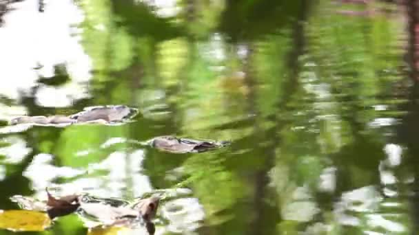 Jesienne Liście Wodzie Jesiennym Lesie — Wideo stockowe